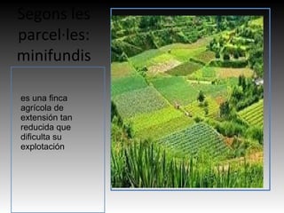 Segons les
parcel·les:
minifundis
Imatge
es una finca
agrícola de
extensión tan
reducida que
dificulta su
explotación
 