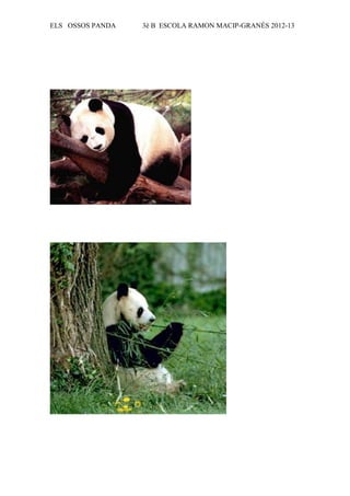 ELS OSSOS PANDA   3è B ESCOLA RAMON MACIP-GRANÉS 2012-13
 