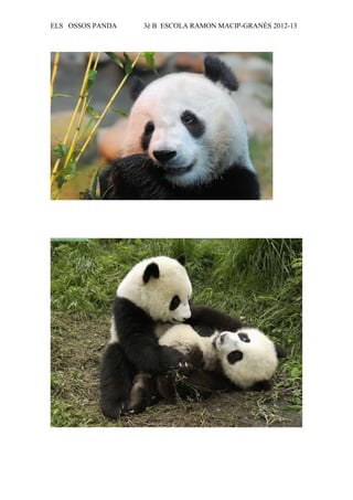 ELS OSSOS PANDA   3è B ESCOLA RAMON MACIP-GRANÉS 2012-13
 