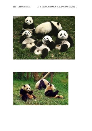 ELS OSSOS PANDA   3è B ESCOLA RAMON MACIP-GRANÉS 2012-13
 