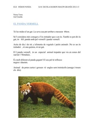 ELS OSSOS PANDA             3è B ESCOLA RAMON MACIP-GRANÉS 2012-13



Nerea Torre
Joel Gualda


EL PANDA VERMELL


Té les mides d´un gat .La seva cua pot arribar a mesurar 60cm.

Se’l considera més conegut a l’ós rentador que a un ós. També es pot dir ós
gat, ós felí ,panda amb pel vermell i panda vermell.

Actiu de dia i de nit ,s´alimenta de vegetals i petits animals .No es un ós
rentador , ni una guineu, ni un gat.

El l panda vermell, és un especial animal trepador que viu en zones del
sud de l ‘Himàlaia .

És molt diferent al panda gegant! El seu pel té reflexos
negres i daurats.

Animal de potes curtes i grosses té ungles sem irretràctils (amaga i treure
els dits)
 