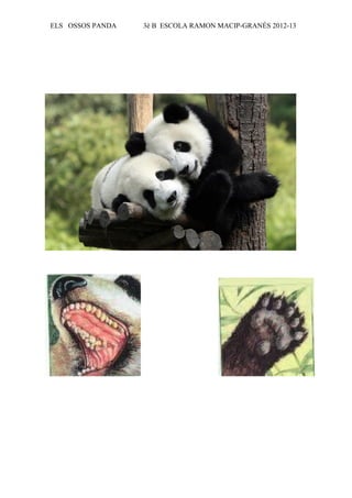 ELS OSSOS PANDA   3è B ESCOLA RAMON MACIP-GRANÉS 2012-13
 