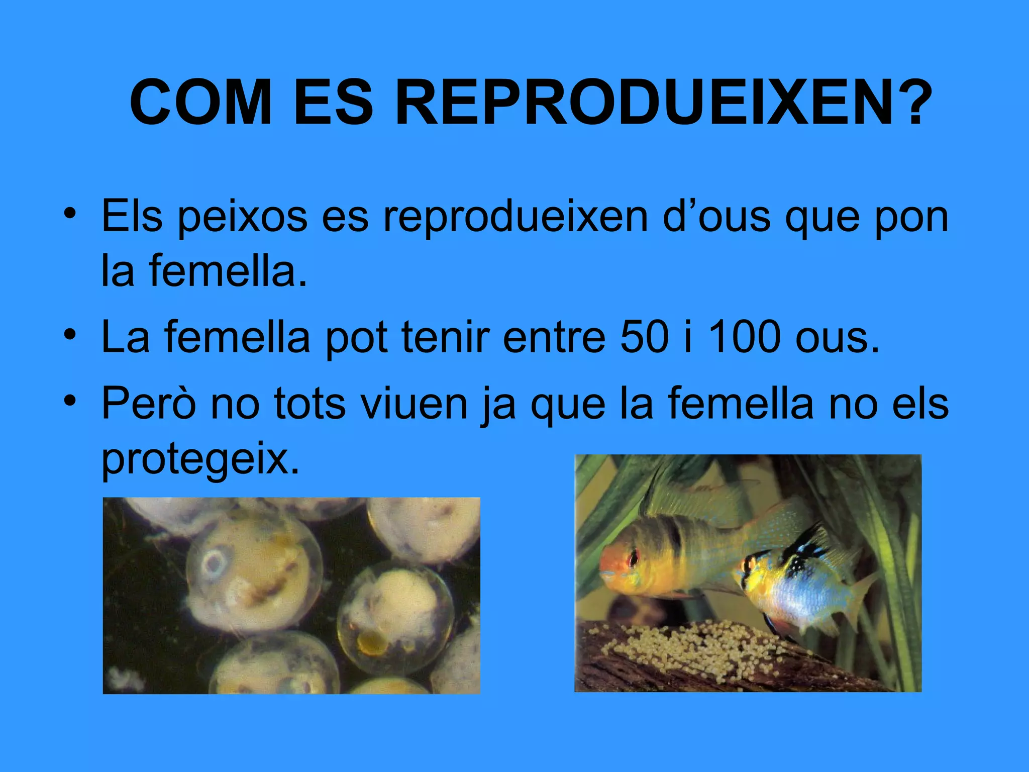 COM ES REPRODUEIXEN?
• Els peixos es reprodueixen d’ous que pon
la femella.
• La femella pot tenir entre 50 i 100 ous.
• Però no tots viuen ja que la femella no els
protegeix.
 