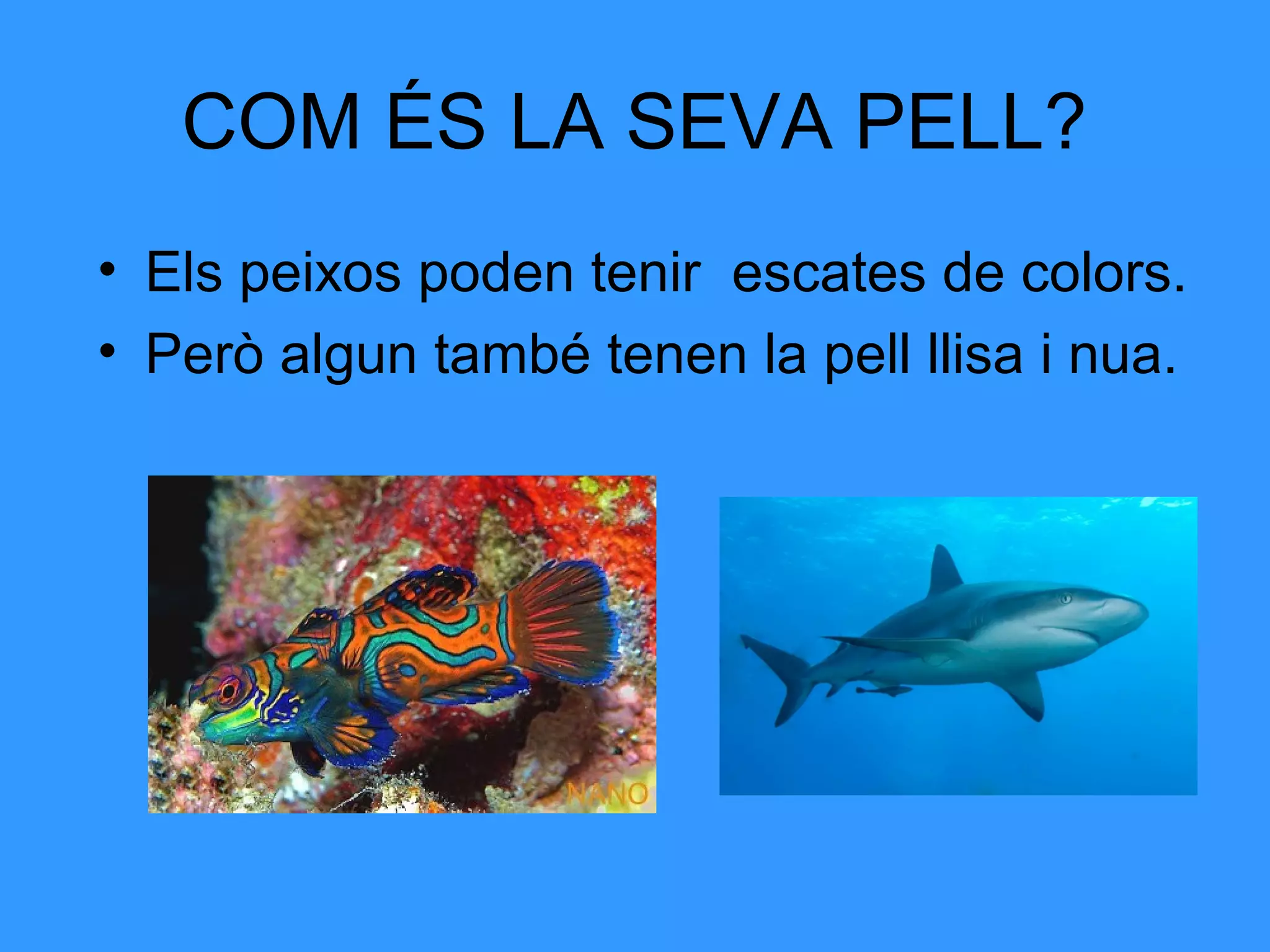 COM ÉS LA SEVA PELL?
• Els peixos poden tenir escates de colors.
• Però algun també tenen la pell llisa i nua.
 