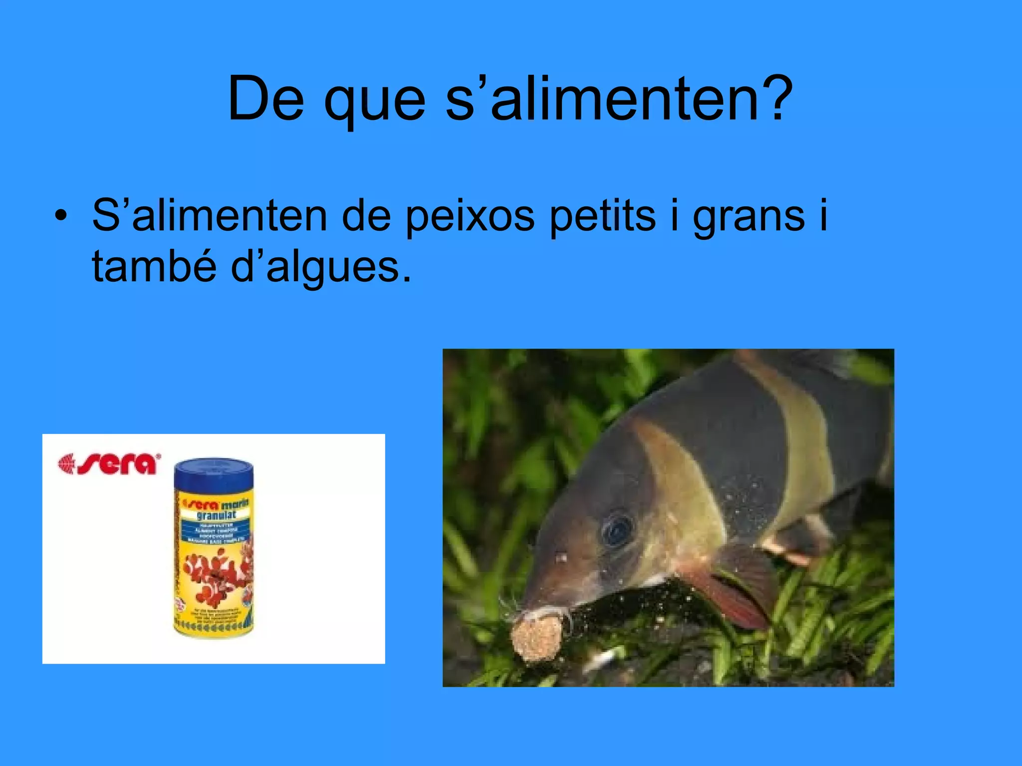 • S’alimenten de peixos petits i grans i
també d’algues.
De que s’alimenten?
 