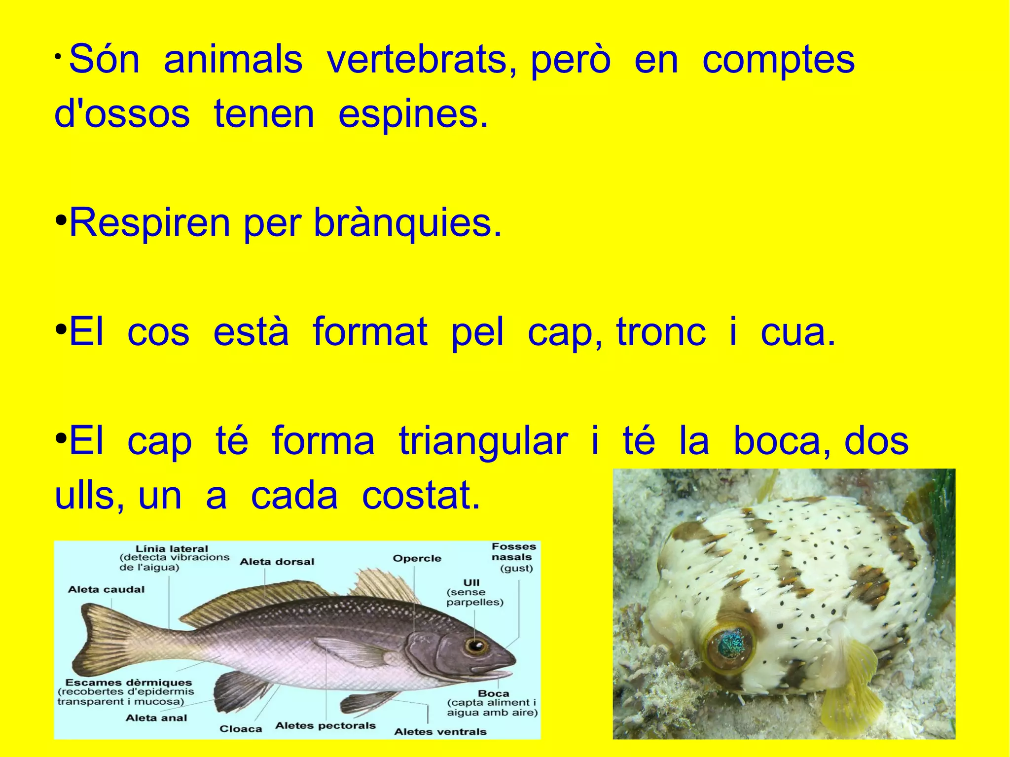 ●
Són animals vertebrats, però en comptes
d'ossos tenen espines.
●
Respiren per brànquies.
●
El cos està format pel cap, tronc i cua.
●
El cap té forma triangular i té la boca, dos
ulls, un a cada costat.
 