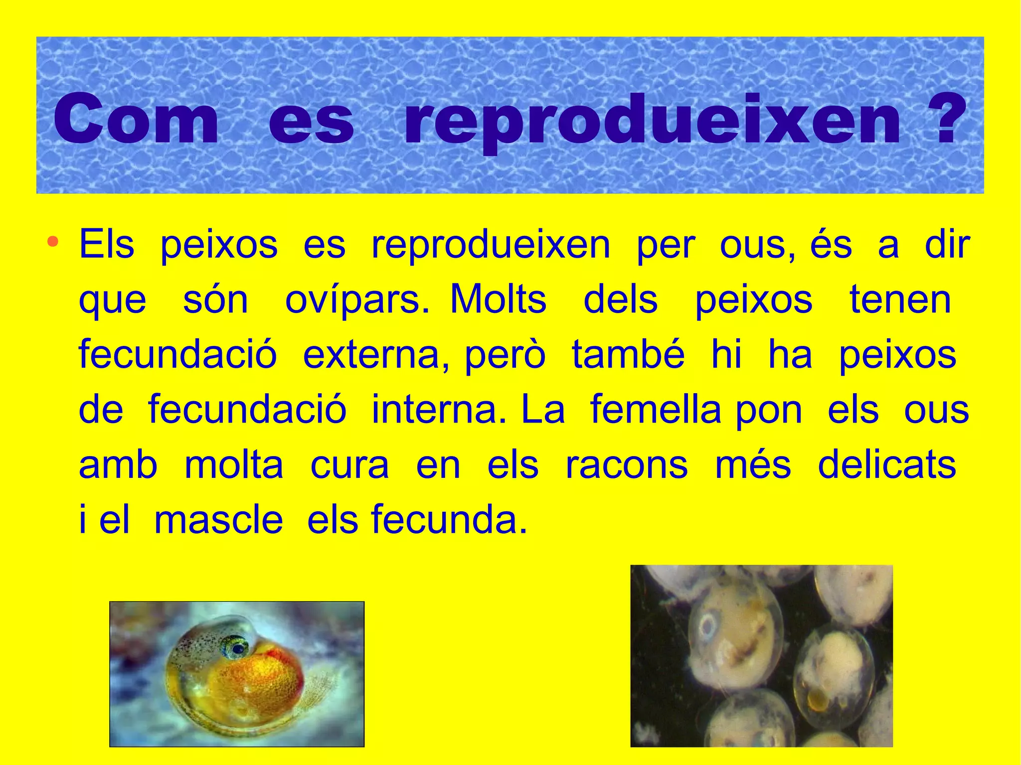 ●
Els peixos es reprodueixen per ous, és a dir
que són ovípars. Molts dels peixos tenen
fecundació externa, però també hi ha peixos
de fecundació interna. La femella pon els ous
amb molta cura en els racons més delicats
i el mascle els fecunda.
Com es reprodueixen ?
 