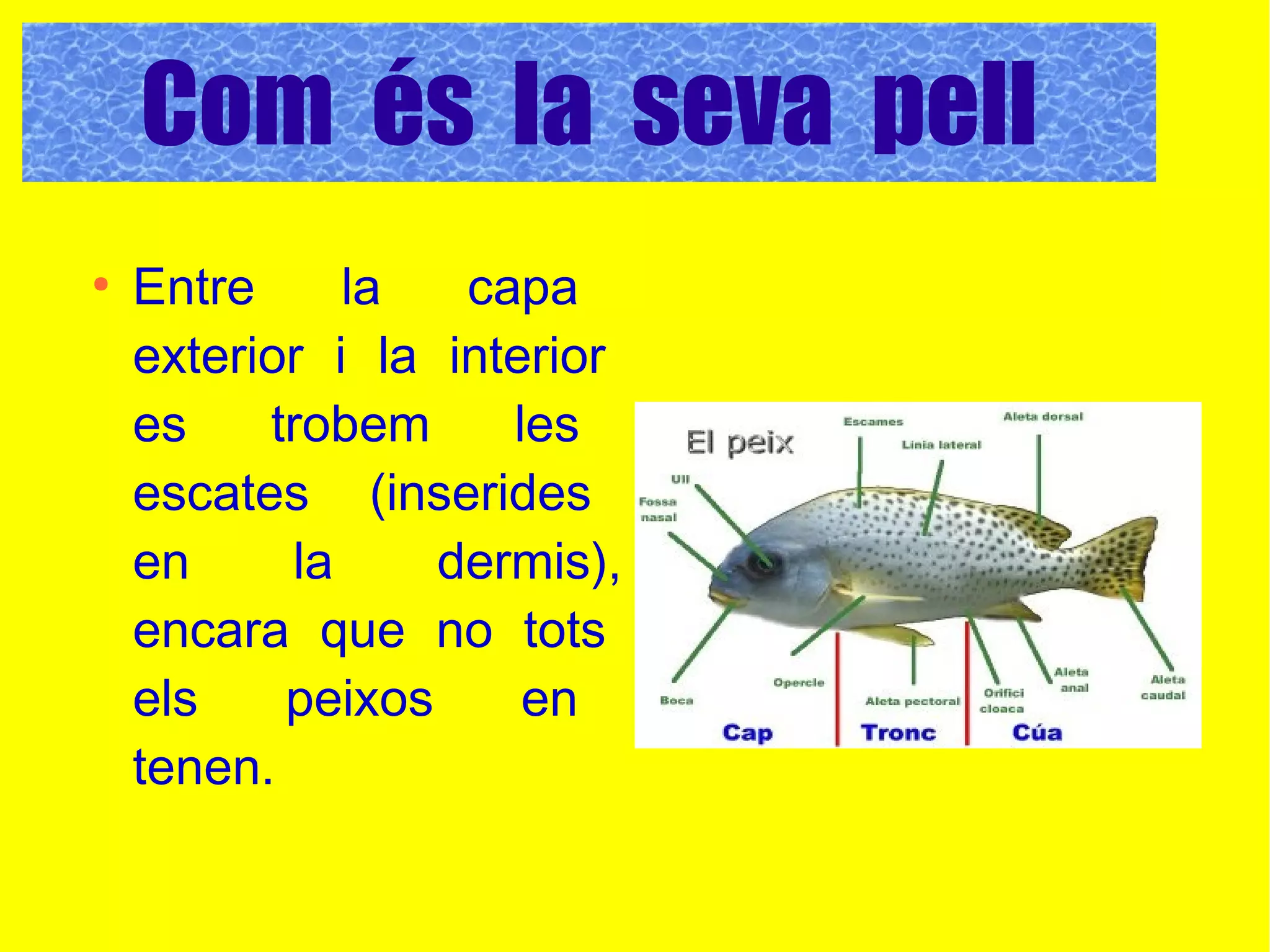 Com es la seva pell ?
●
Entre la capa
exterior i la interior
es trobem les
escates (inserides
en la dermis),
encara que no tots
els peixos en
tenen.
Com és la seva pell
 