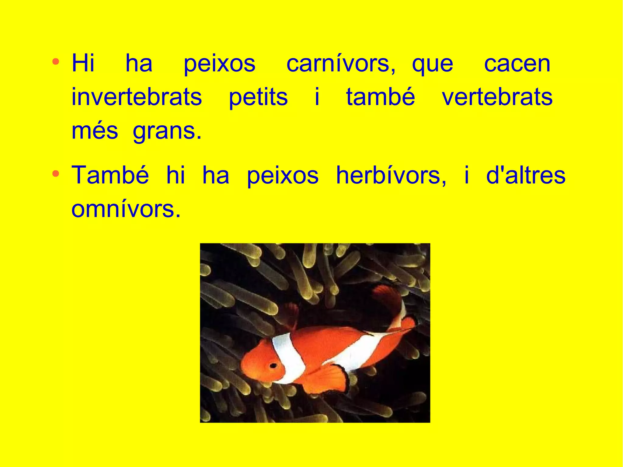 ●
Hi ha peixos carnívors, que cacen
invertebrats petits i també vertebrats
més grans.
●
També hi ha peixos herbívors, i d'altres
omnívors.
 