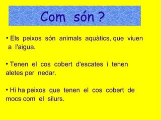 Com són ?
●
Els peixos són animals aquàtics, que viuen
a l'aigua.
●
Tenen el cos cobert d'escates i tenen
aletes per nedar.
●
Hi ha peixos que tenen el cos cobert de
mocs com el silurs.
 
