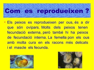 ●
Els peixos es reprodueixen per ous, és a dir
que són ovípars. Molts dels peixos tenen
fecundació externa, però també hi ha peixos
de fecundació interna. La femella pon els ous
amb molta cura en els racons més delicats
i el mascle els fecunda.
Com es reprodueixen ?
 