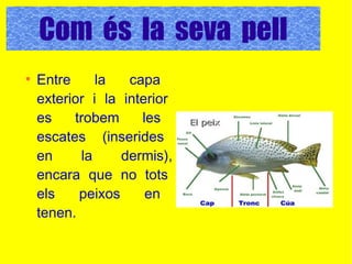 Com es la seva pell ?
●
Entre la capa
exterior i la interior
es trobem les
escates (inserides
en la dermis),
encara que no tots
els peixos en
tenen.
Com és la seva pell
 