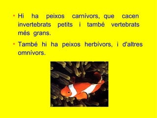 ●
Hi ha peixos carnívors, que cacen
invertebrats petits i també vertebrats
més grans.
●
També hi ha peixos herbívors, i d'altres
omnívors.
 
