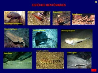 ESPÈCIES BENTÒNIQUESESPÈCIES BENTÒNIQUES
Torpedo marmorata
Gogius cobitis
Dasyatis pastinaca
Gobius vittatus
Lepadogaster lepadogaster
Raja clavata
Tripterygion melanorum
Uranoscopus scaber
Arnoglosus laterna
Solea vulgaris
10
 