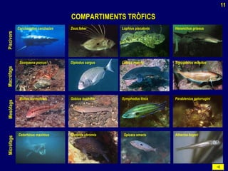 COMPARTIMENTS TRÒFICSCOMPARTIMENTS TRÒFICS
Carcharodon carcharias
Scorpaena porcus
Mullus surmuletus
Cetorhinus maximus
Zeus faber
Diplodus sargus
Gobius buchichi
Chromis chromis
Lophius piscatoris
Labrus merula
Symphodus tinca Parablenius gatorrugini
Spicara smaris Atherina boyeri
Hexanchus griseus
Trysopterus minutus
MicròfagsMesòfagsMacròfagsPiscivors
11
 