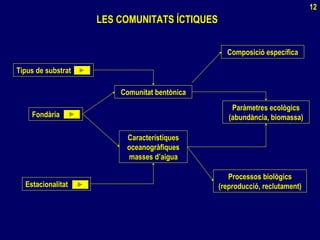 LES COMUNITATS ÍCTIQUESLES COMUNITATS ÍCTIQUES
Tipus de substratTipus de substrat
FondàriaFondària
EstacionalitatEstacionalitat
Comunitat bentònicaComunitat bentònica
CaracterístiquesCaracterístiques
oceanogràfiquesoceanogràfiques
masses d’aiguamasses d’aigua
Composició específicaComposició específica
Paràmetres ecològicsParàmetres ecològics
(abundància, biomassa)(abundància, biomassa)
Processos biològicsProcessos biològics
(reproducció, reclutament)(reproducció, reclutament)
12
 