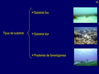 Tipus de substratTipus de substrat
Substrat touSubstrat tou
Substrat durSubstrat dur
Praderies de fanerògamesPraderies de fanerògames
13
 