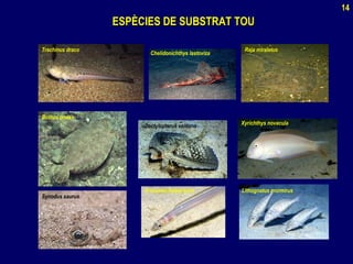 ESPÈCIES DE SUBSTRAT TOUESPÈCIES DE SUBSTRAT TOU
Trachinus draco Raja miraletus
Chelidonichthys lastoviza
Bothus podas
Dactylopterus volitans
Xyrichthys novacula
Synodus saurus
Lithognatus mormirusAriosoma balearicum
14
 