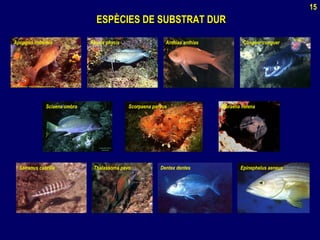 ESPÈCIES DE SUBSTRAT DURESPÈCIES DE SUBSTRAT DUR
Apopgon imberbis Phycis phycis Anthias anthias Conguer conguer
Sciaena umbra Scorpaena porcus Muraena helena
Serranus cabrilla Thalassoma pavo Dentex dentes Epinephelus aeneus
15
 
