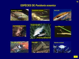 ESPÈCIES DEESPÈCIES DE Posidonia oceanicaPosidonia oceanica
Symphodus ocellatus Symphodus rostratus Coris julis
Hyppocampus ramulosus
Symphodus tinca
Symphodus melanocercus
Sygnnathus acus
Serranus cabrilla Salpa salpa Diplodus annularis
16
 