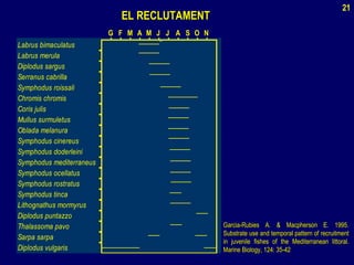 EL RECLUTAMENTEL RECLUTAMENT
Labrus bimaculatus
Labrus merula
Diplodus sargus
Serranus cabrilla
Symphodus roissali
Chromis chromis
Coris julis
Mullus surmuletus
Oblada melanura
Symphodus cinereus
Symphodus doderleini
Symphodus mediterraneus
Symphodus ocellatus
Symphodus rostratus
Symphodus tinca
Lithognathus mormyrus
Diplodus puntazzo
Thalassoma pavo
Sarpa sarpa
Diplodus vulgaris
GG NNOOSSAAJJJJMMAAMMFF
Garcia-Rubies A. & Macpherson E. 1995.Garcia-Rubies A. & Macpherson E. 1995.
Substrate use and temporal pattern of recruitmentSubstrate use and temporal pattern of recruitment
in juvenile fishes of the Mediterranean littoral.in juvenile fishes of the Mediterranean littoral.
Marine Biology, 124: 35-42Marine Biology, 124: 35-42
21
 