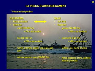 LA PESCA D’ARROSSEGAMENTLA PESCA D’ARROSSEGAMENT
PLATAFORMA:PLATAFORMA:
 Flota polivalentFlota polivalent
 Espècies:Espècies:
 moll (130-200 Tm)moll (130-200 Tm)
≈≈ 70 m de fondària70 m de fondària
 lluç (60-130 Tm)lluç (60-130 Tm)
≈≈ 200 m de fondària200 m de fondària
 Gerret, morralla, pagell, cap-rojos, gall,Gerret, morralla, pagell, cap-rojos, gall,
gatógató
 Altres espècies : pop (150-275 Tm)Altres espècies : pop (150-275 Tm)
TALÚS:TALÚS:
 35% flota35% flota
 Espècies:Espècies:
 gamba (120-450 Tm)gamba (120-450 Tm)
≈≈ 600 m de fondària600 m de fondària
 escamerlà (6-20 Tm)escamerlà (6-20 Tm)
≈≈ 400 m de fondària400 m de fondària
 Mòllera, rap, maira, bruixesMòllera, rap, maira, bruixes
 Altres espècies: cranc, gambesAltres espècies: cranc, gambes
blanca i panxudablanca i panxuda
Pesca multiespecíficaPesca multiespecífica
28
 