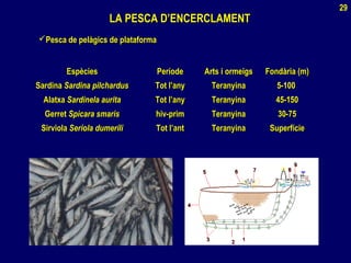 EspèciesEspècies PeríodePeríode Arts i ormeigsArts i ormeigs Fondària (m)Fondària (m)
SardinaSardina Sardina pilchardusSardina pilchardus Tot l’anyTot l’any TeranyinaTeranyina 5-1005-100
AlatxaAlatxa Sardinela auritaSardinela aurita Tot l’anyTot l’any TeranyinaTeranyina 45-15045-150
GerretGerret Spicara smarisSpicara smaris hiv-primhiv-prim TeranyinaTeranyina 30-7530-75
SirviolaSirviola Seriola dumeriliSeriola dumerili Tot l’antTot l’ant TeranyinaTeranyina SuperfícieSuperfície
LA PESCA D’ENCERCLAMENTLA PESCA D’ENCERCLAMENT
Pesca de pelàgics de plataformaPesca de pelàgics de plataforma
29
 