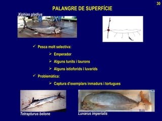 PALANGRE DE SUPERFÍCIE
 Pesca molt selectiva:
 Emperador
 Alguns tunits i taurons
 Alguns istioforids i luvarids
 Problemàtica:
 Captura d’exemplars inmadurs i tortugues
Xiphias gladiusXiphias gladius
Tetrapturus beloneTetrapturus belone Luvarus imperialisLuvarus imperialis
30
 