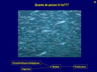Quants de peixos hi ha???Quants de peixos hi ha???
34
Característiques biològiques
Captures
Models Prediccions
 