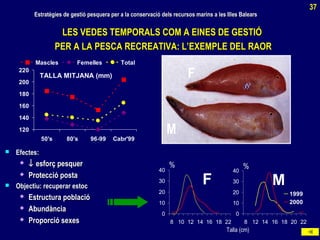 LES VEDES TEMPORALS COM A EINES DE GESTIÓLES VEDES TEMPORALS COM A EINES DE GESTIÓ
PER A LA PESCA RECREATIVA: L’EXEMPLE DEL RAORPER A LA PESCA RECREATIVA: L’EXEMPLE DEL RAOR
TALLA MITJANA (mm)
120
140
160
180
200
220
50's 80's 96-99 Cabr'99
Mascles Femelles Total
M
F
Talla (cm)
% %
F
0
10
20
30
40
8 10 12 14 16 18 22
M
0
10
20
30
40
8 12 14 16 18 20 22
1999
2000
 Efectes:Efectes:
 ↓↓ esforç pesqueresforç pesquer
 Protecció postaProtecció posta
 Objectiu: recuperar estocObjectiu: recuperar estoc
 Estructura poblacióEstructura població
 AbundànciaAbundància
 Proporció sexesProporció sexes
Estratègies de gestió pesquera per a la conservació dels recursos marins a les Illes BalearsEstratègies de gestió pesquera per a la conservació dels recursos marins a les Illes Balears
37
 