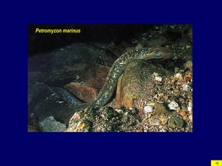 Petromyzon marinus
 