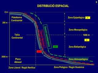 DISTRIBUCIÓ ESPACIALDISTRIBUCIÓ ESPACIAL
PlataformaPlataforma
ContinentalContinental
TalúsTalús
ContinentalContinental
PlanaPlana
AbissalAbissal
Zona Litoral / Regió NeríticaZona Litoral / Regió Nerítica Zona Pelàgica / Regió OceànicaZona Pelàgica / Regió Oceànica
1000 m
Zona EpipelàgicaZona Epipelàgica
Zona MesopelàgicaZona Mesopelàgica
Zona BatipelàgicaZona Batipelàgica
0 m0 m
200 m200 m
3000 m3000 m
DominiBentònicDomininectobentònic
Zona AbisopelàgicaZona Abisopelàgica
6
 
