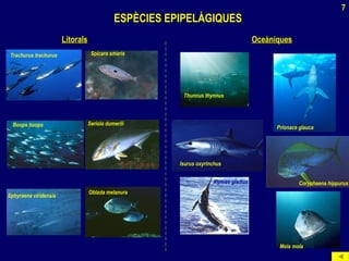 Xiphias gladius
ESPÈCIES EPIPELÀGIQUESESPÈCIES EPIPELÀGIQUES
LitoralsLitorals OceàniquesOceàniques
Coryphaena hippurus
Trachurus trachurus
Boops boops Seriola dumerili
Oblada melanura
Thunnus thynnus
Prionace glauca
Isurus oxyrinchus
Mola mola
Spicara smaris
Sphyraena viridensis
7
 