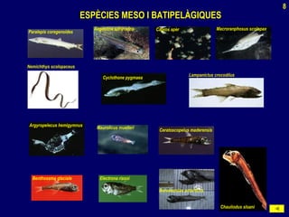 ESPÈCIES MESO I BATIPELÀGIQUESESPÈCIES MESO I BATIPELÀGIQUES
Electrona rissoi
Capros aper
Benthosema glaciale
Argyropelecus hemigymnus
Chauliodus sloani
Borostomias antarticus
Ceratoscopelus maderensis
Lampanictus crocodilus
Paralepis coregenoides
Aegentina sphyraena
Maurolicus muelleri
Nemichthys scolopaceus
Macroranphosus scolopax
Cyclothone pygmaea
8
 