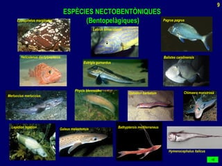 ESPÈCIES NECTOBENTÒNIQUESESPÈCIES NECTOBENTÒNIQUES
(Bentopelàgiques)(Bentopelàgiques)
Merluccius merluccius
Galeus melastomus
Lepidion lepidion Bathypterois mediterraneus
Ophidion barbatum
Epinephelus marginatus
Chimaera monstrosa
Hymenocephalus italicus
Eutrigla gurnardus
Phycis blennoides
Labrus bimaculatus
Helicolenus dactylpopterus
Pagrus pagrus
Balistes carolinensis
9
 
