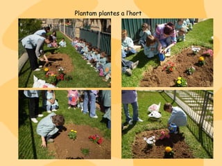 Plantam plantes a l’hort 