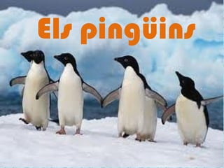 Els pingüins
 