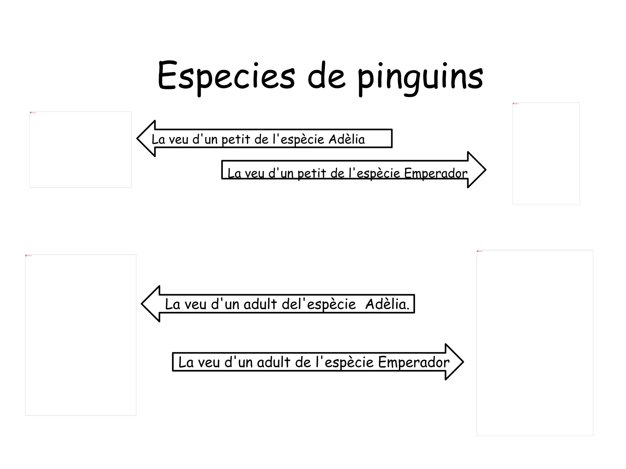 Especies de pinguins La veu d'un petit de l'espècie Adèlia La veu d'un petit de l'espècie Emperador La veu d'un adult del'espècie  Adèlia. La veu d'un adult de l'espècie Emperador 