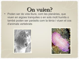 On vuien?
Poden ser de vida lliure, com les planàries, que
viuen en aigües tranquiles o en sols molt humits o
també poden ser paràsits com la tènia i viuen el cos
d'animals vertebrats
 