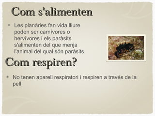 Com s'alimenten
 Les planàries fan vida lliure
 poden ser carnívores o
 hervívores i els paràsits
 s'alimenten del que menja
 l'animal del qual són paràsits

Com respiren?
 No tenen aparell respiratori i respiren a través de la
 pell
 