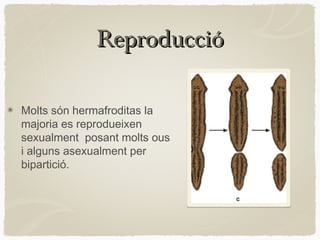 Reproducció

Molts són hermafroditas la
majoria es reprodueixen
sexualment posant molts ous
i alguns asexualment per
bipartició.
 