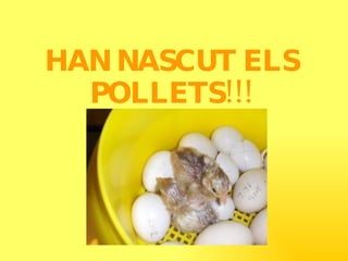 HAN NASCUT ELS POLLETS!!! 