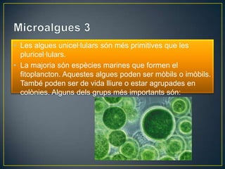 • Les algues unicel·lulars són més primitives que les
  pluricel·lulars.
• La majoria són espècies marines que formen el
  fitoplancton. Aquestes algues poden ser mòbils o imòbils.
  També poden ser de vida lliure o estar agrupades en
  colònies. Alguns dels grups més importants són:
 