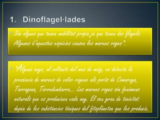 • Són algues que tenen mobilitat pròpia ja que tenen dos flagels.
  Algunes d’aquestes espècies causen les marees roges*.


• *Alguns anys, al voltants del mes de maig, es detecta la
  presència de marees de color rogenc als ports de Comaruga,
  Tarragona, Torredembarra… Les marees roges són fenòmens
  naturals que es produeixen cada any. El seu grau de toxicitat
  depèn de les substàncies tòxiques del fitoplàncton que les produeix.
 