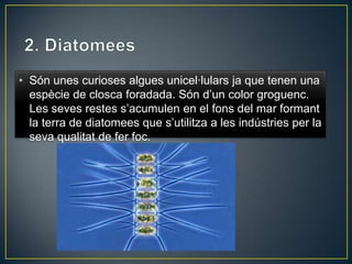 • Són unes curioses algues unicel·lulars ja que tenen una
  espècie de closca foradada. Són d’un color groguenc.
  Les seves restes s’acumulen en el fons del mar formant
  la terra de diatomees que s’utilitza a les indústries per la
  seva qualitat de fer foc.
 