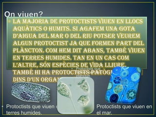 • La majoria de protoctists viuen en llocs
    aquàtics o humits. Si agafem una gota
    d’aigua del mar o del riu potser veurem
    algun protoctist ja que formen part del
    plàncton. Com hem dit abans, també viuen
    en terres humides. Tan en un cas com
    l’altre, són espècies de vida lliure.
                       • Protoctists que
    També hi ha protoctistspart del
                         formen patògens (viuen
                         plancton
    dins d’un organisme).



• Protoctists que viuen en   • Protoctists que viuen en
  terres humides.              el mar.
 