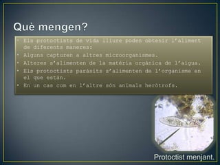 • Els protoctists de vida lliure poden obtenir l’aliment
  de diferents maneres:
• Alguns capturen a altres microorganismes.
• Alteres s’alimenten de la matèria orgànica de l’aigua.
• Els protoctists paràsits s’alimenten de l’organisme en
  el que estàn.
• En un cas com en l’altre són animals heròtrofs.




                                         Protoctist menjant.
 