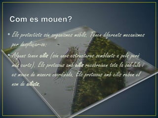 • Els protoctists són organismes mòbils. Tenen diferents mecanismes
  per desplaçar-se:
• Alguns tenen cilis (són unes estructures semblants a pels però
  més curts). Els protozous amb cilis recobreixen tota la cèl·lula i
  es mouen de manera coordinada. Els protozous amb cilis reben el
  nom de ciliats.
 