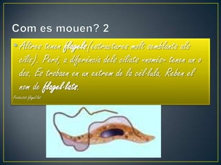 • Altres tenen flagels(estructures molt semblants als
  cilis). Però, a diferència dels ciliats «només» tenen un o
  dos. Es trobaen en un extrem de la cèl·lula. Reben el
  nom de flagel·lats.
Protoctist flagel·lat
 