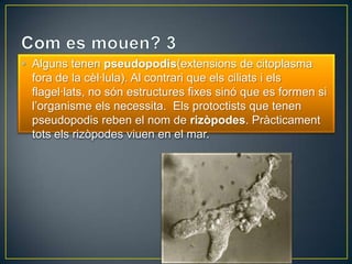 • Alguns tenen pseudopodis(extensions de citoplasma
  fora de la cèl·lula). Al contrari que els ciliats i els
  flagel·lats, no són estructures fixes sinó que es formen si
  l’organisme els necessita. Els protoctists que tenen
  pseudopodis reben el nom de rizòpodes. Pràcticament
  tots els rizòpodes viuen en el mar.
 
